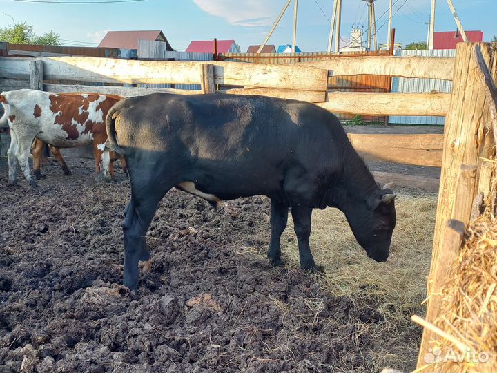 Быки и телки