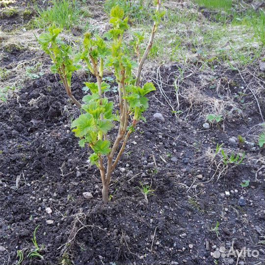 Саженцы черной и красной смородины