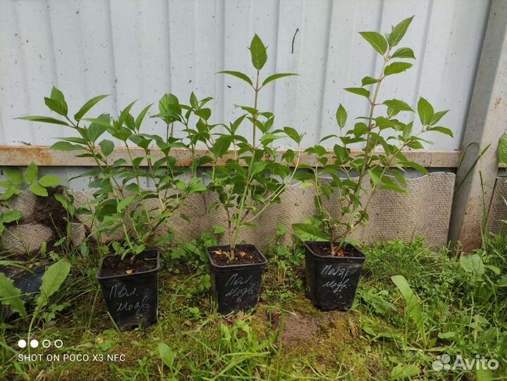 Гортензия Полярный медведь (Polar bear)