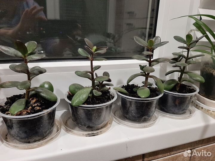 Крассула (денежное дерево)