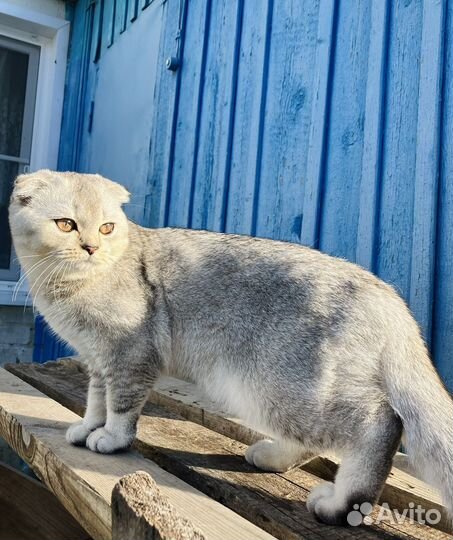 Шотландская вислоухая серебристая шиншилла