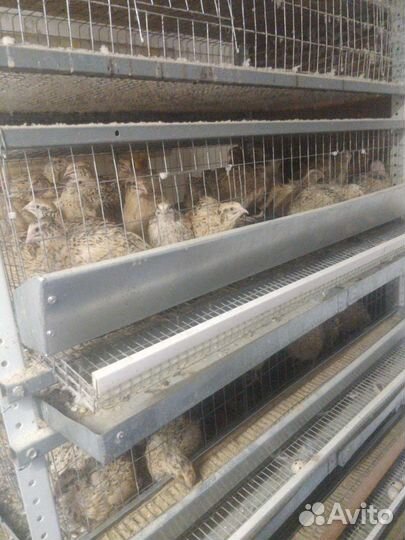 Яйца перепелиные домашние