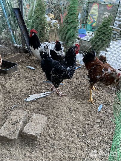 Молодые петухи