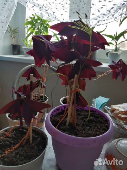 Кислица оксалис