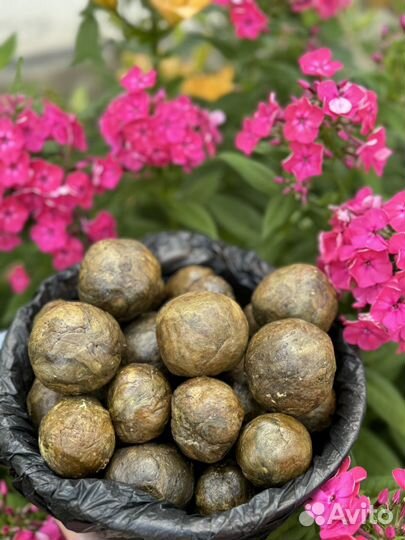 Прополис пчелиный