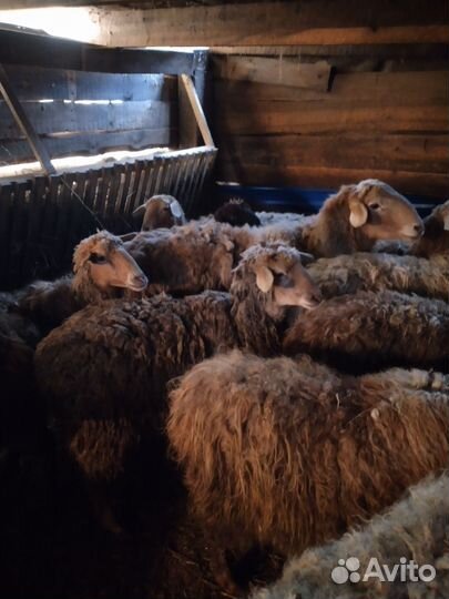 Овцы 15 голов