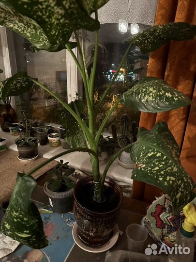 Дифенбахия