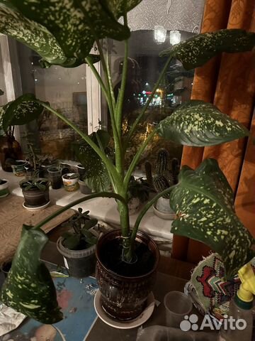 Дифенбахия