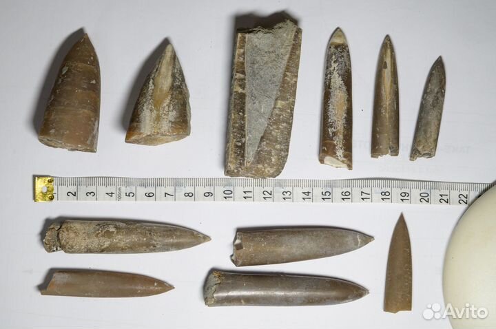 Окаменелости аммониты, трилобиты, белемниты