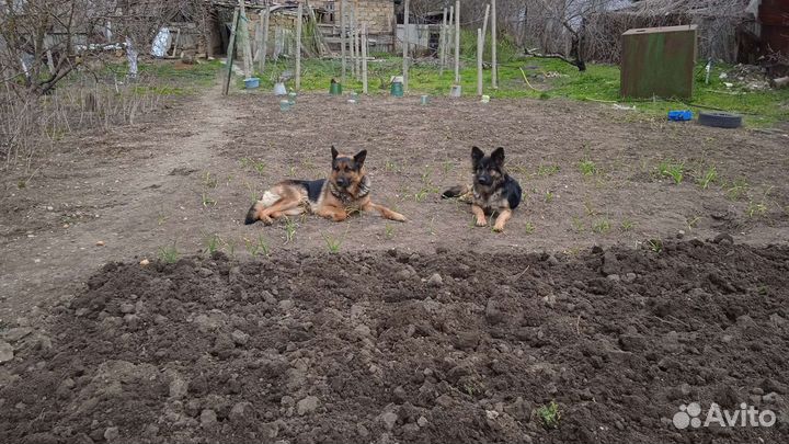 Щенки немецкой овчарки