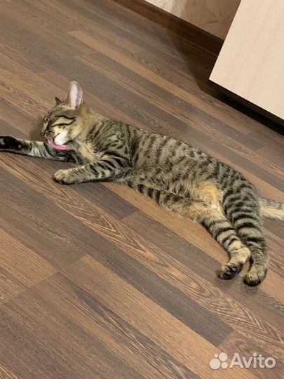 Кошечка в добрые руки