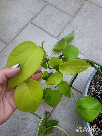 Сциндапсус голден потос