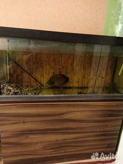 Аквариум для рыб