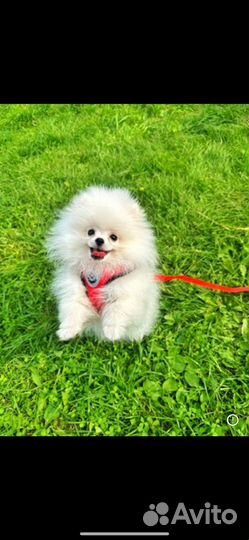 Шлейка для мелких пород S