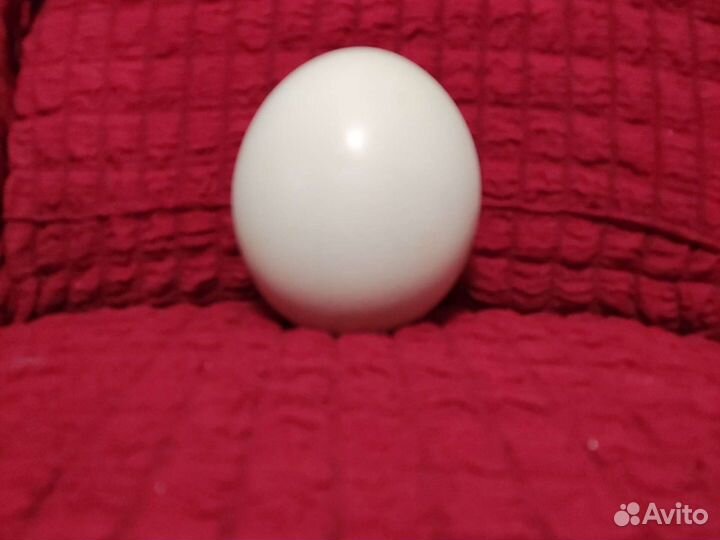 Яйцо страуса. на сувенир