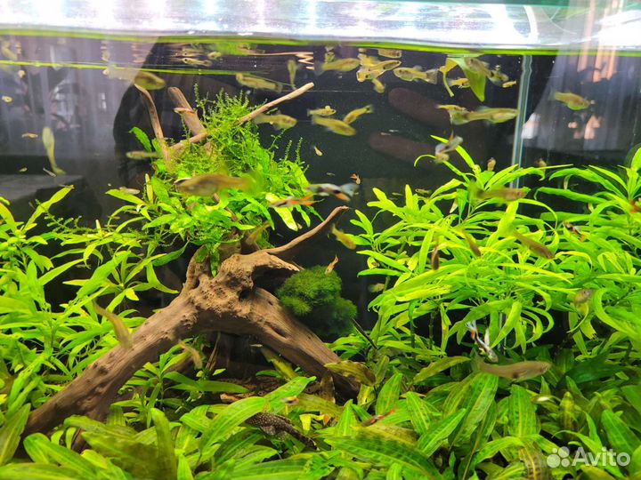 Сомики, гупешки, улитки