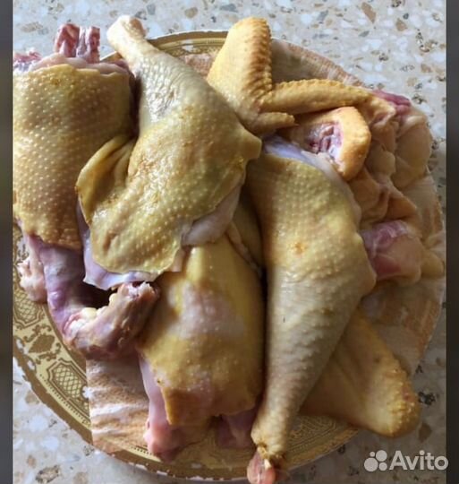 Куры домашние