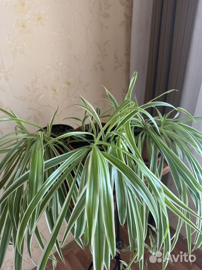 Хлорофитум полосатый большой с детками