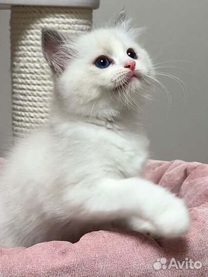 Котята рэгдолл