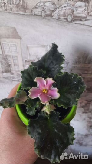 Фиалка детки