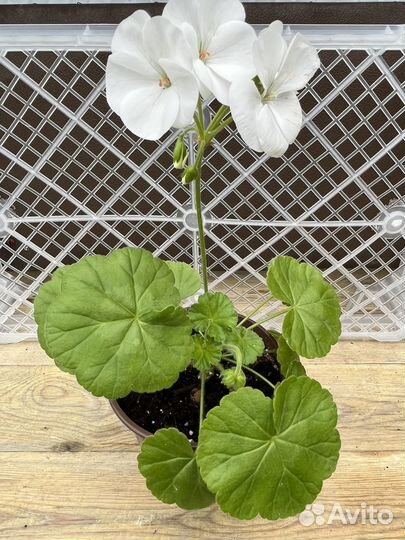 Пеларгония герань