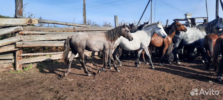 Продам лошадей