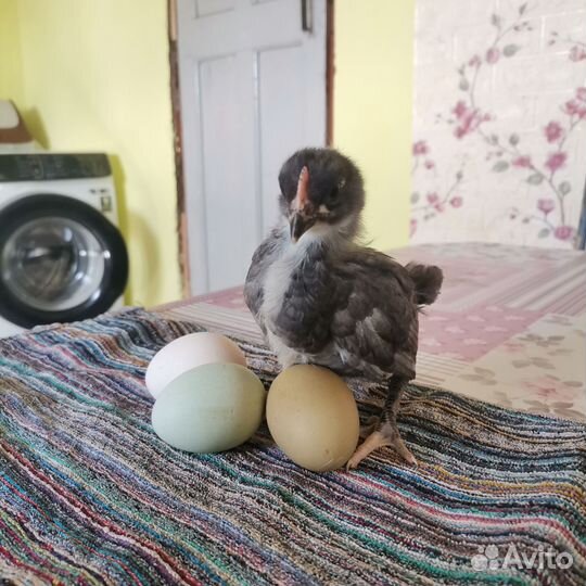 Продажа цыплят