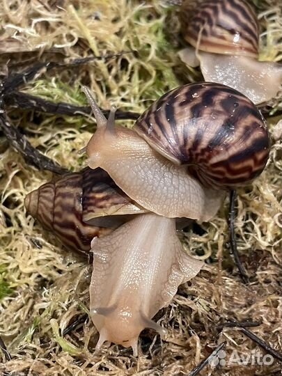 Улитята ахатины бесплатно