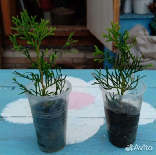 Гербера и туи