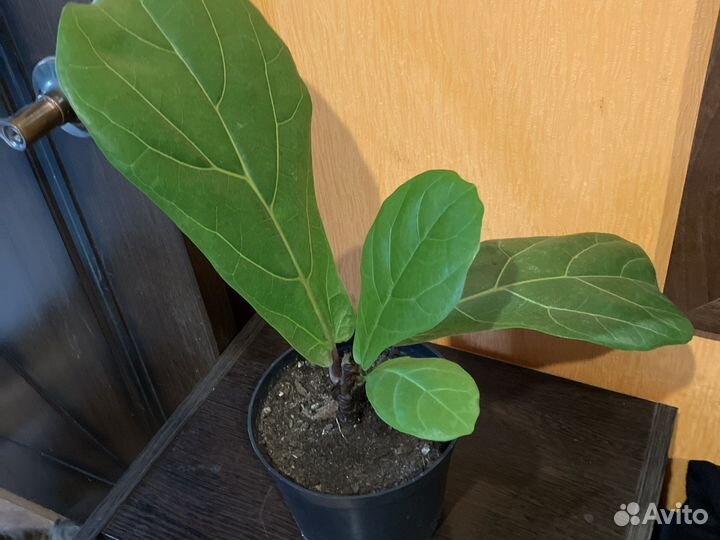 Фикус лирата колумнарис