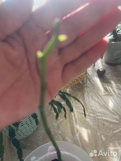 Орхидея Фаленопсис