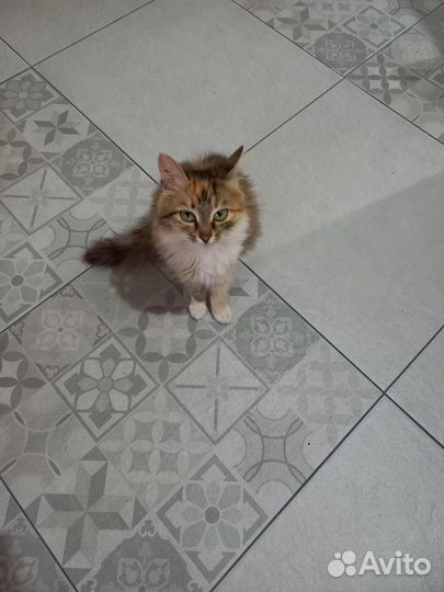 Отдам красивую кошечку
