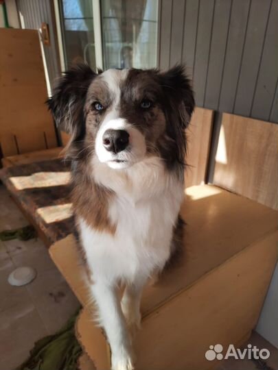 Бордер колли щенки