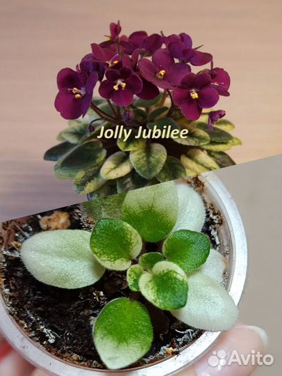 Глоксиния, фиалки