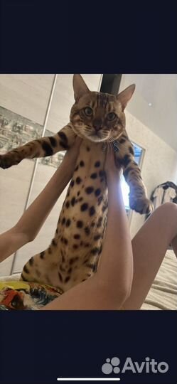 Бенгальский кот вязка