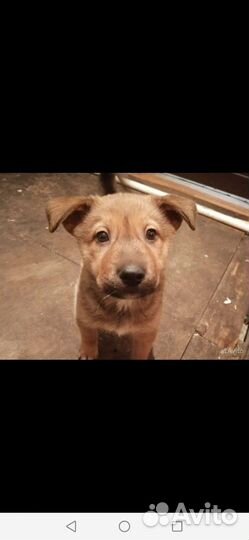 Передержка животных