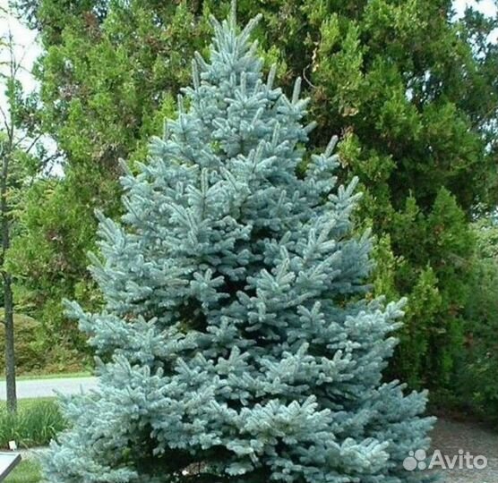 Ель голубая
