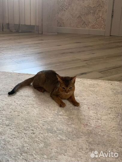 Абиссинский кот вязка