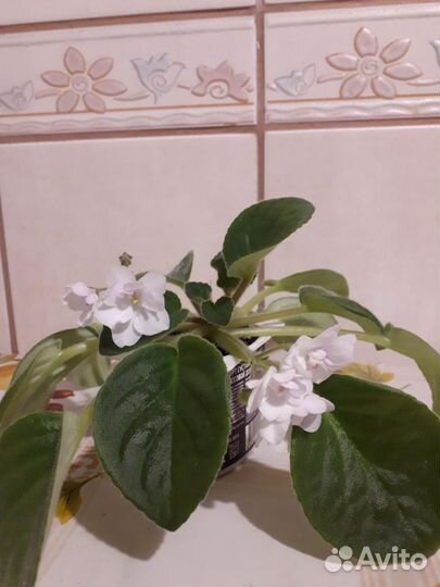 Белая фиалка с фото, не лист