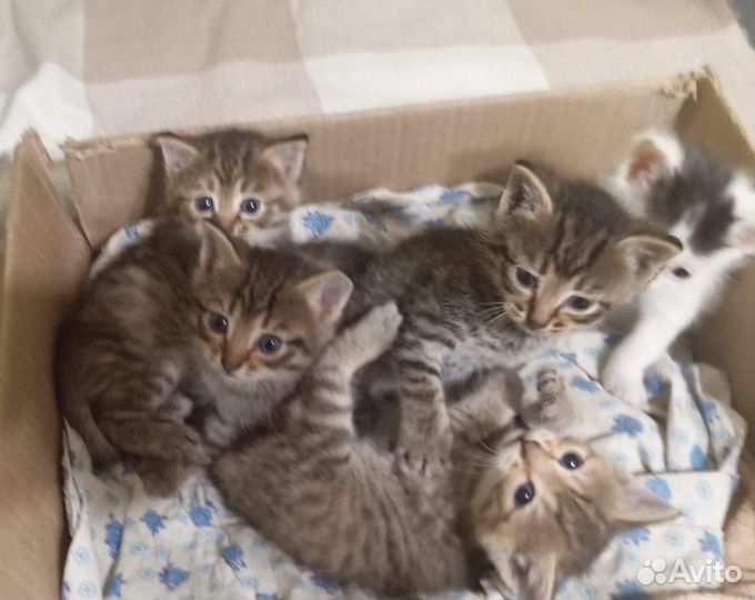 Котята в добрые руки