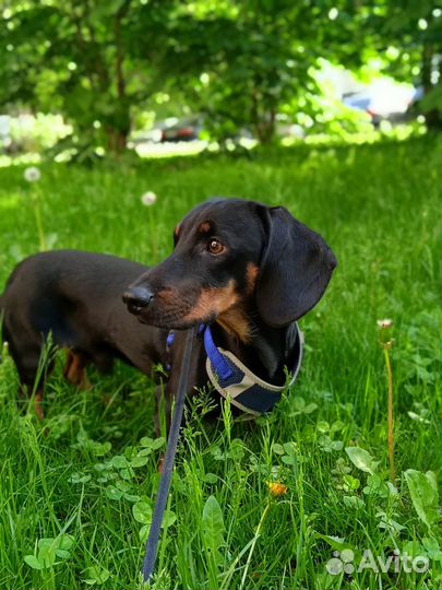 Вязка такса