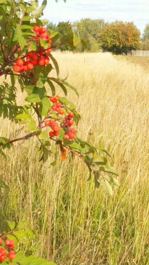 Участок 20,2 сот. (ИЖС)