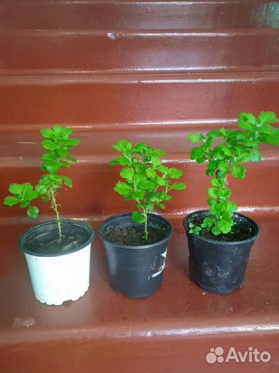 Хризантема шаровидная, гейхера желтая