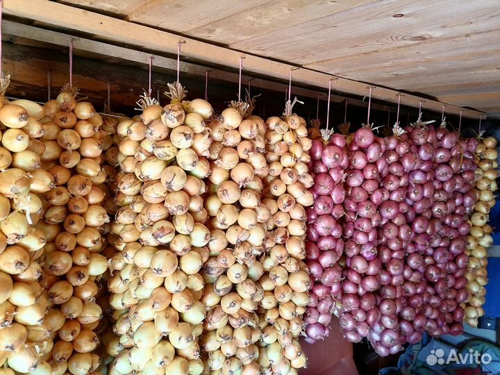 Лук семейный для посадки
