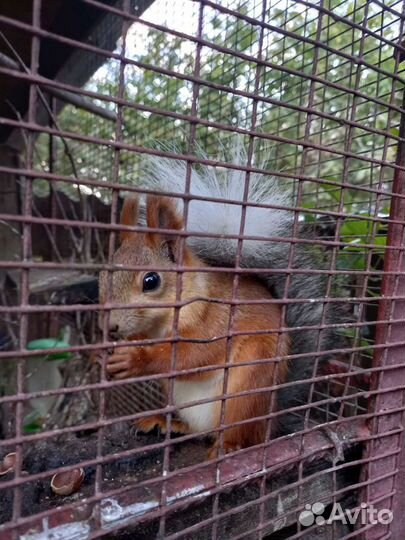 Алтайская белка