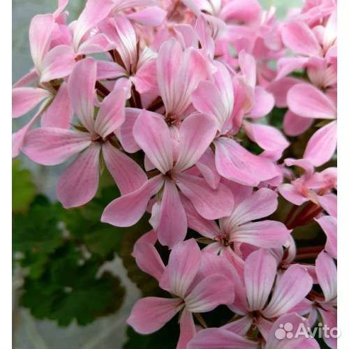 Пеларгония герань Дюймовочка