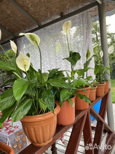 Комнатные цветы Женское счастье