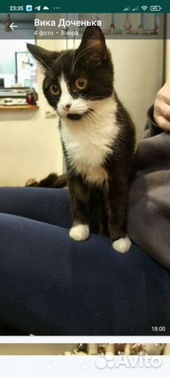 Кошка в добрые руки