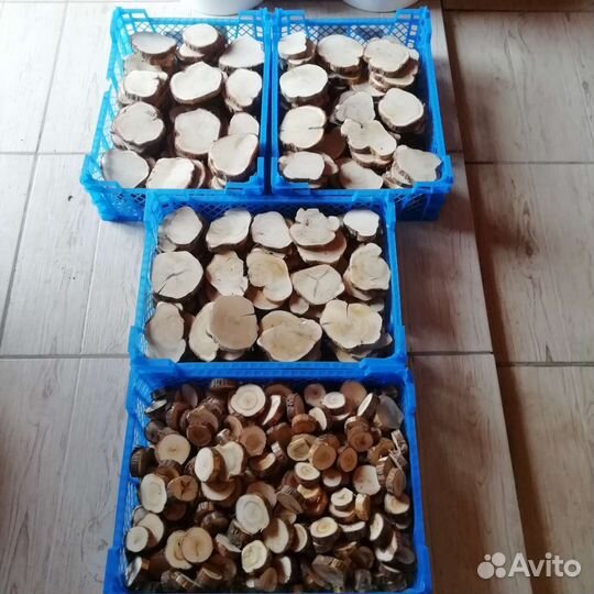 Спилы можжевельника