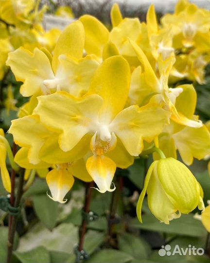 Орхидея фаленопсис I-Hsin Beaming Sun